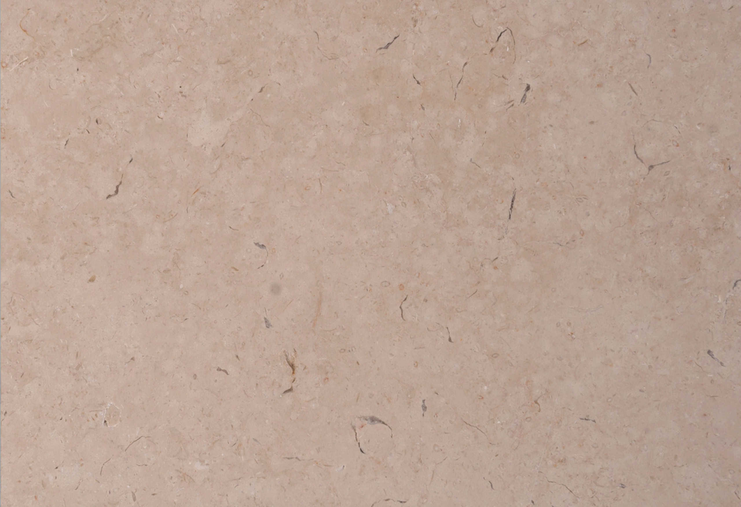 Close-up of Galala marble surface texture and fossil detail