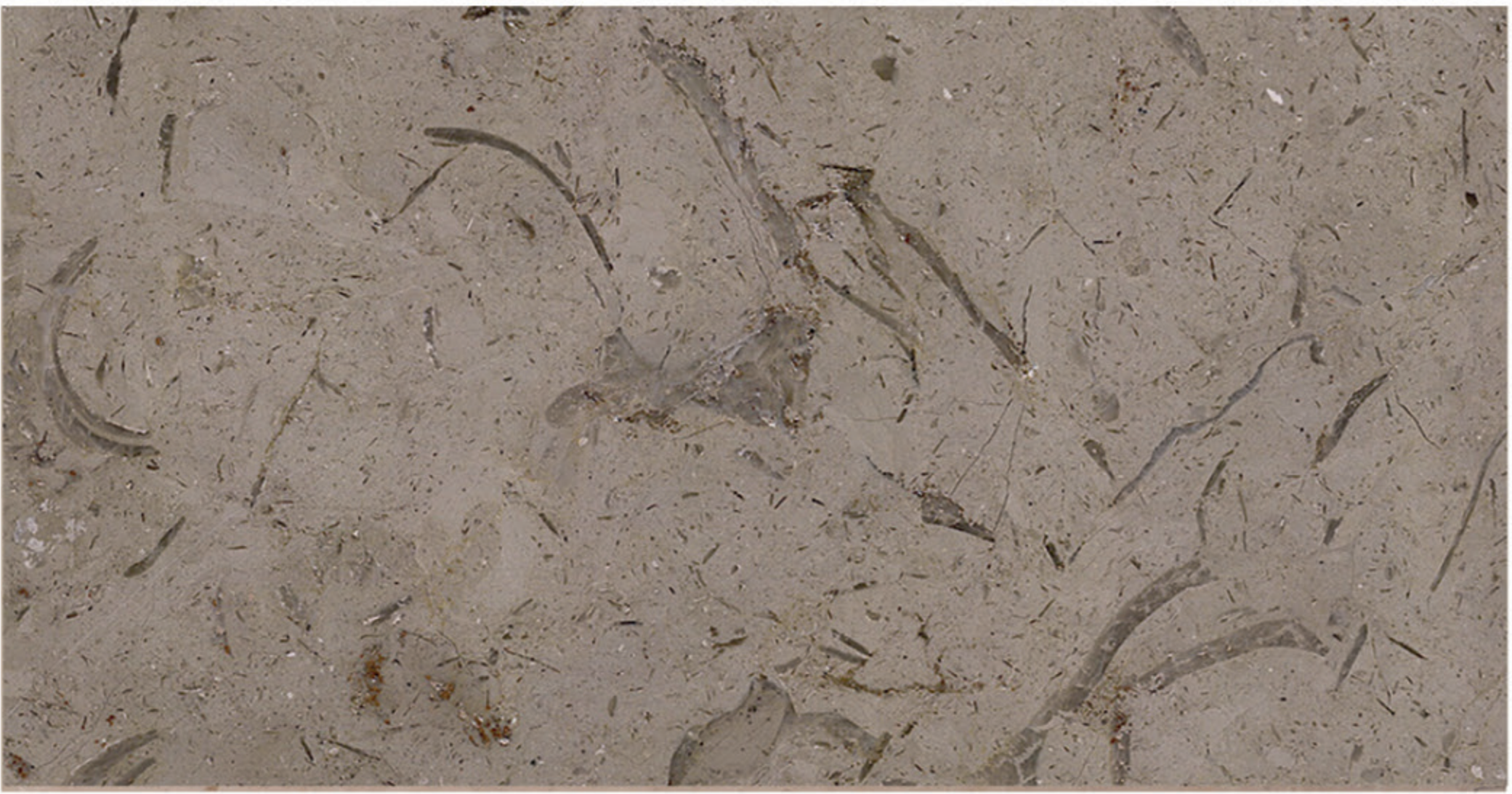 Katrina Egyptian marble surface texture and fossil detail